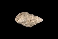 藏品(稜結螺)的圖片